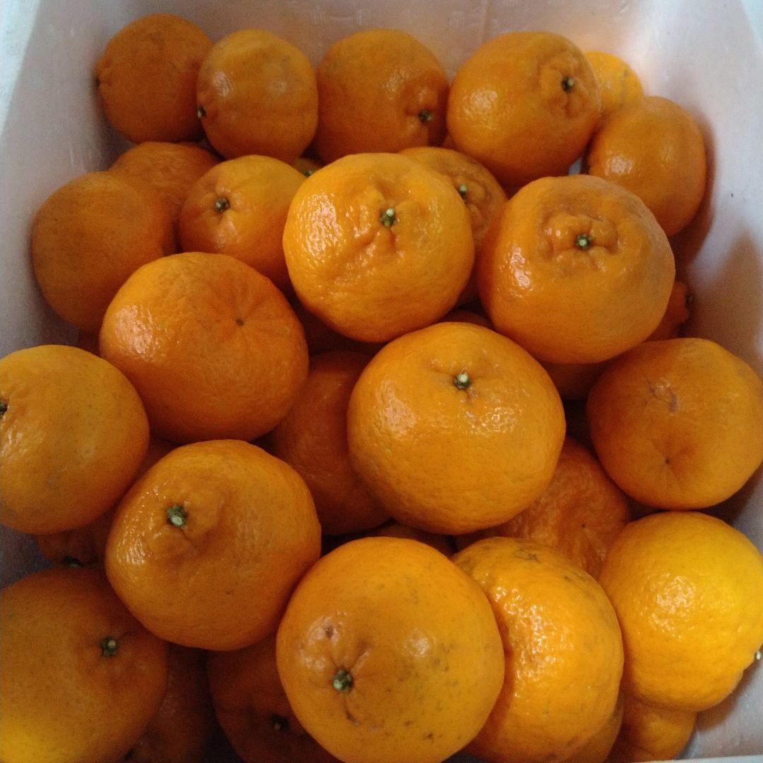 訳アリ　実のみ　完全無農薬　ポンカン　箱込み10kg未満　ゴロゴロ入り