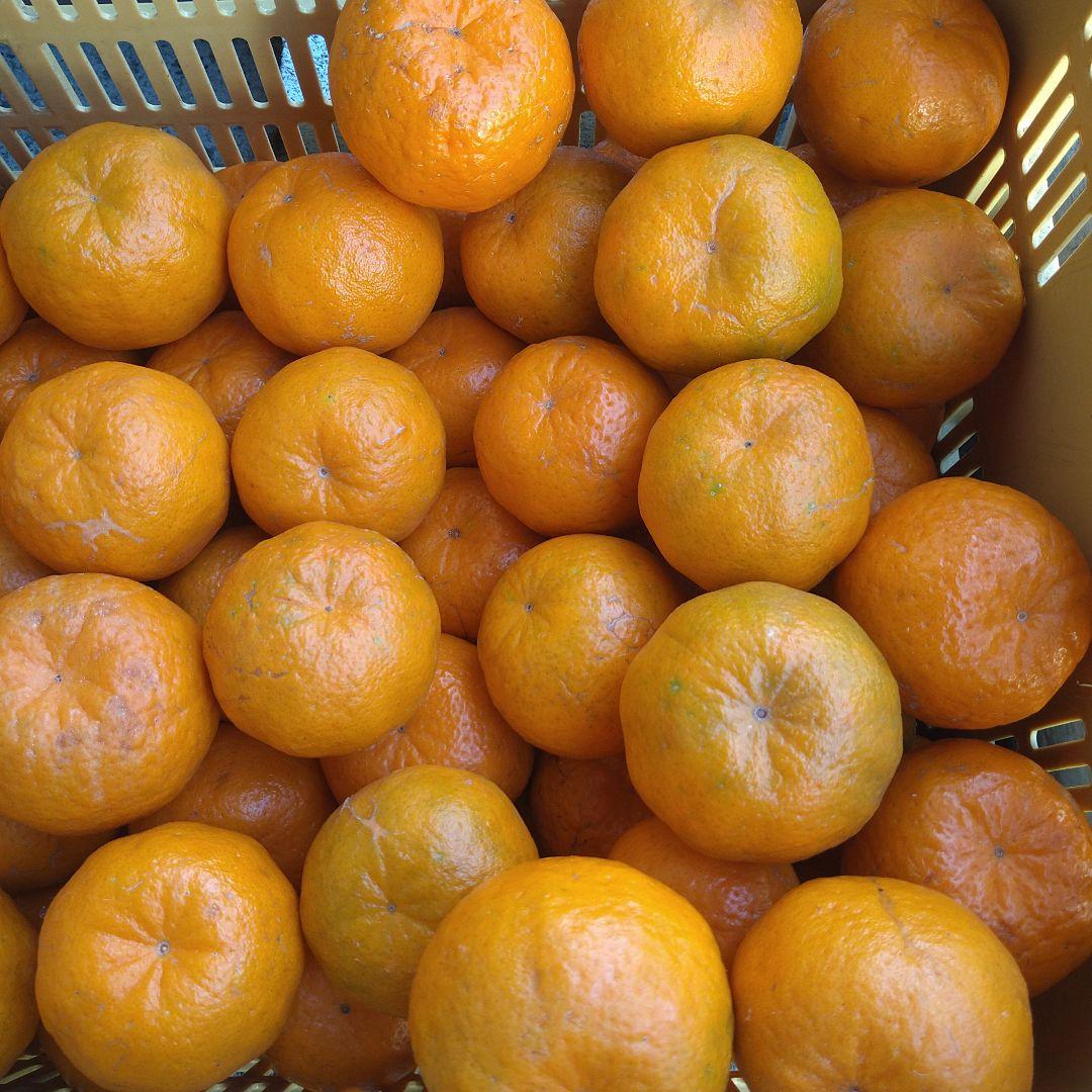 訳アリ　実のみ　完全無農薬　ポンカン　箱込み10kg未満　ゴロゴロ入り