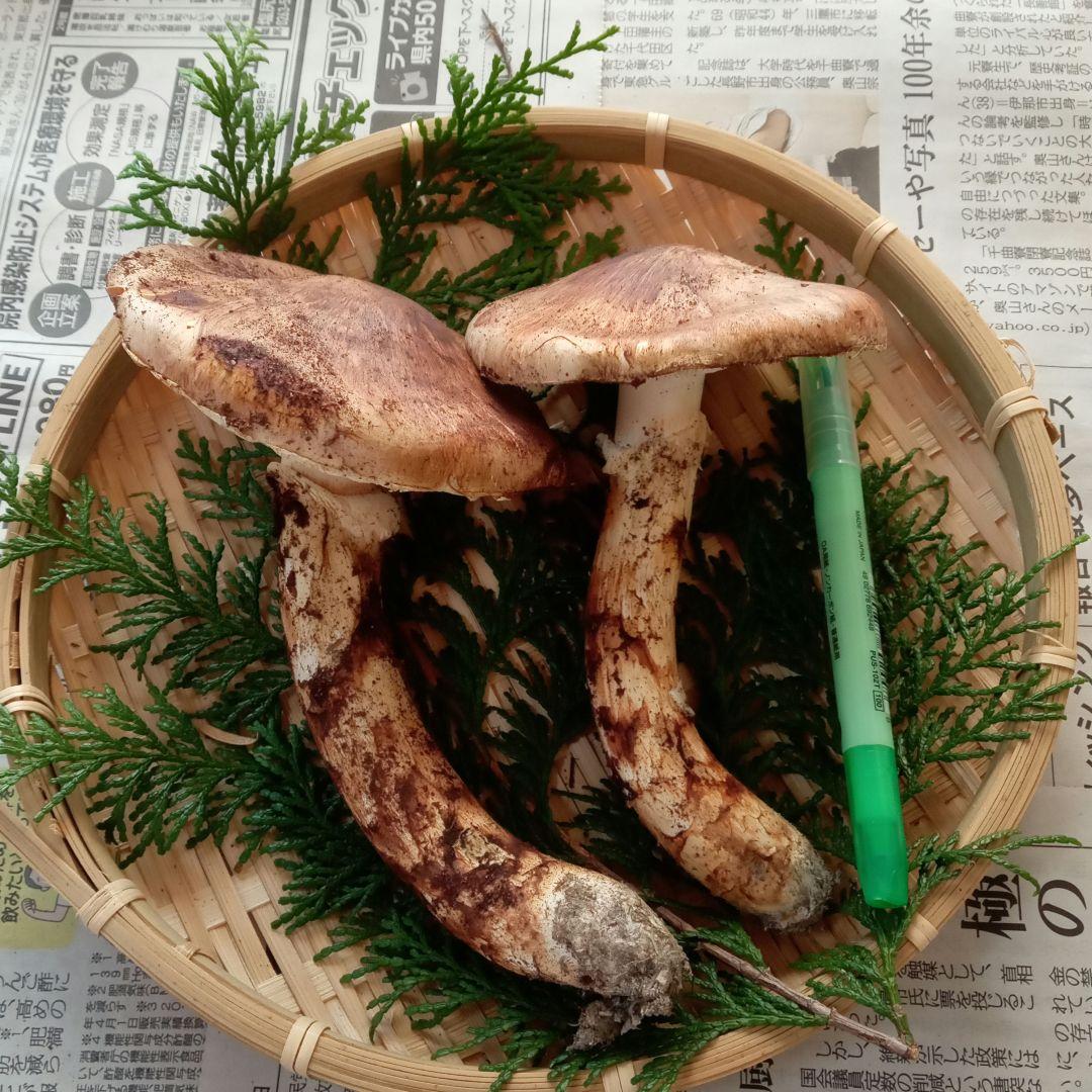 長野県産　松茸　153g