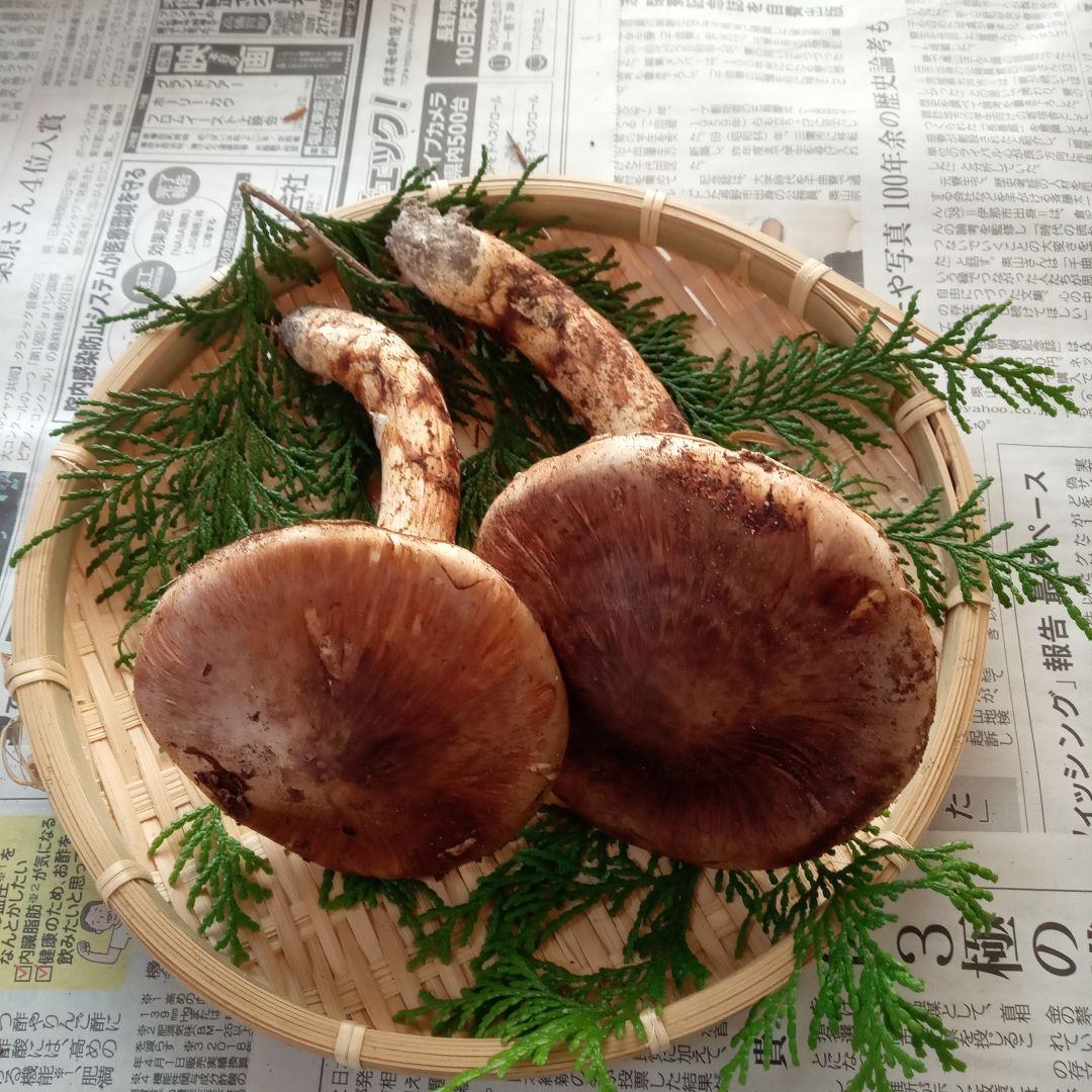 長野県産　松茸　153g