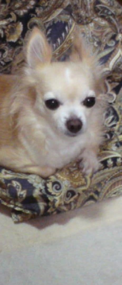 琉球グラス5点セット再出品の際気づいたら教えてください