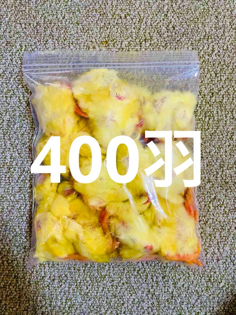 リピート購入、複数購入で＋10羽 送料無料 国産 新鮮安全 冷凍ひよこ 400羽