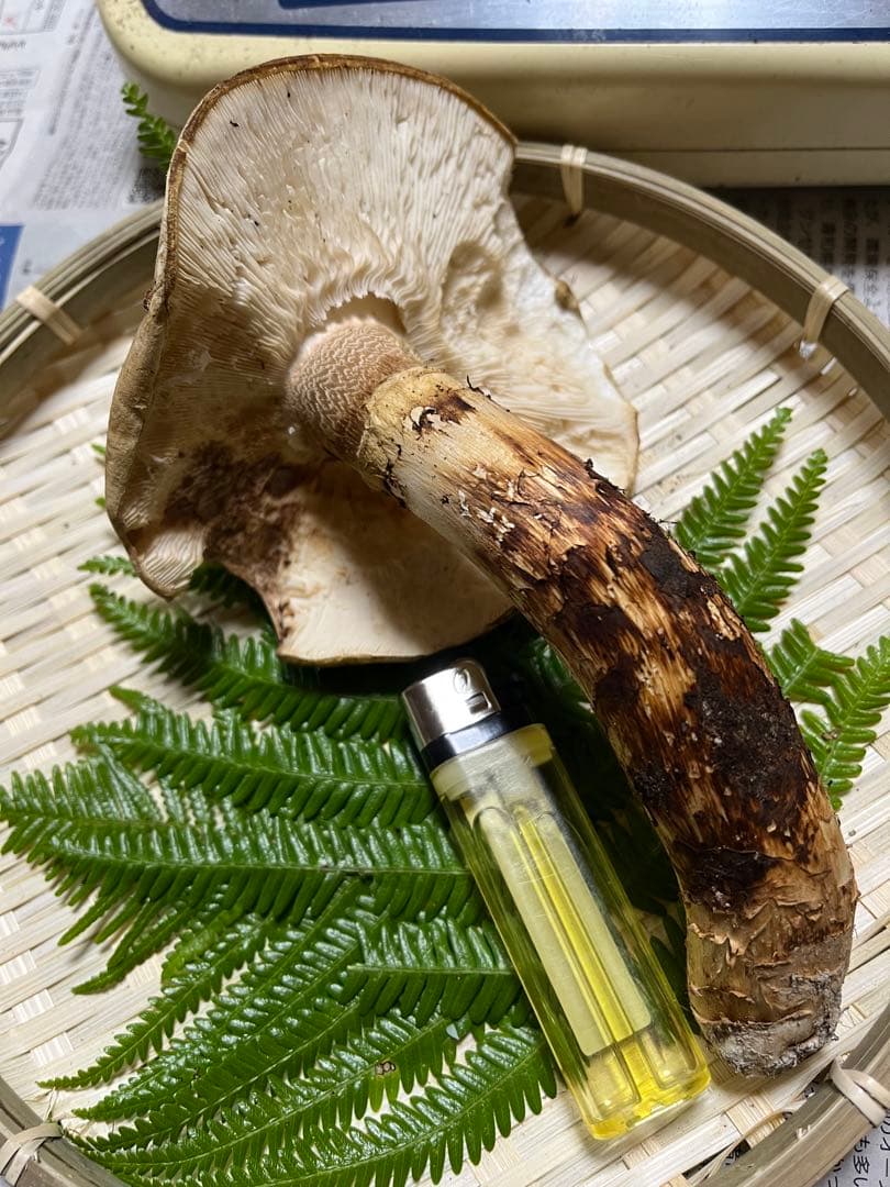 【coco17】大阪泉州産天然松茸採れたて「超ブサイクちゃん」1本100g