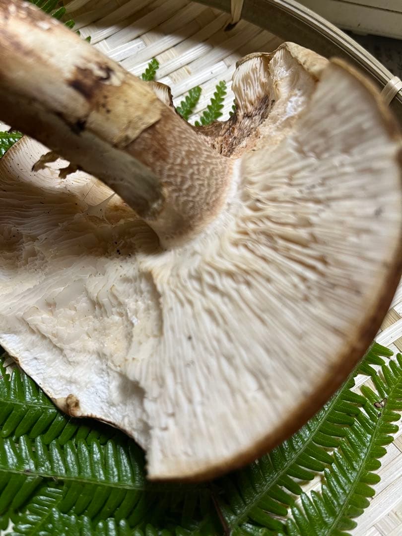 【coco17】大阪泉州産天然松茸採れたて「超ブサイクちゃん」1本100g