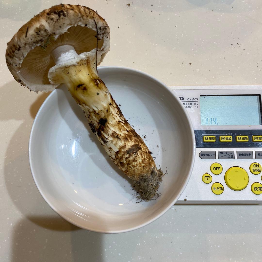 長野県 豊丘村産　松茸　316g 一部虫食い有り