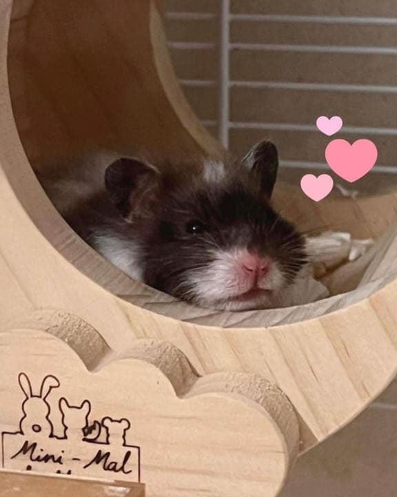 チンチラハウス  月 moon 小動物用 可愛い