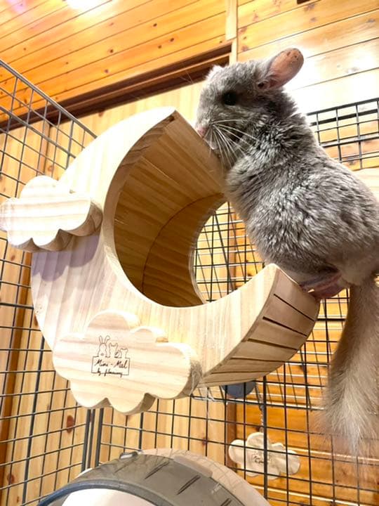 チンチラハウス  月 moon 小動物用 可愛い