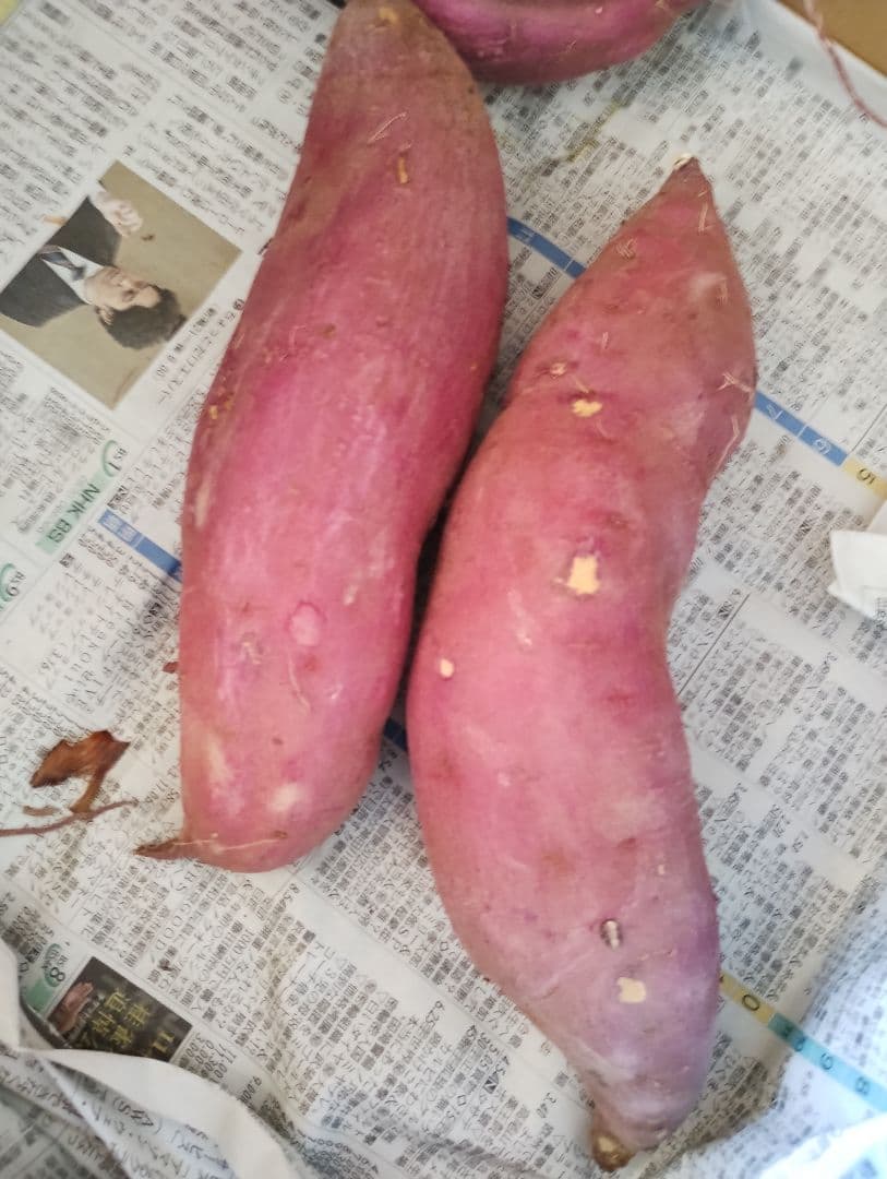 食欲の秋！紫色のさつまいも 2個セット