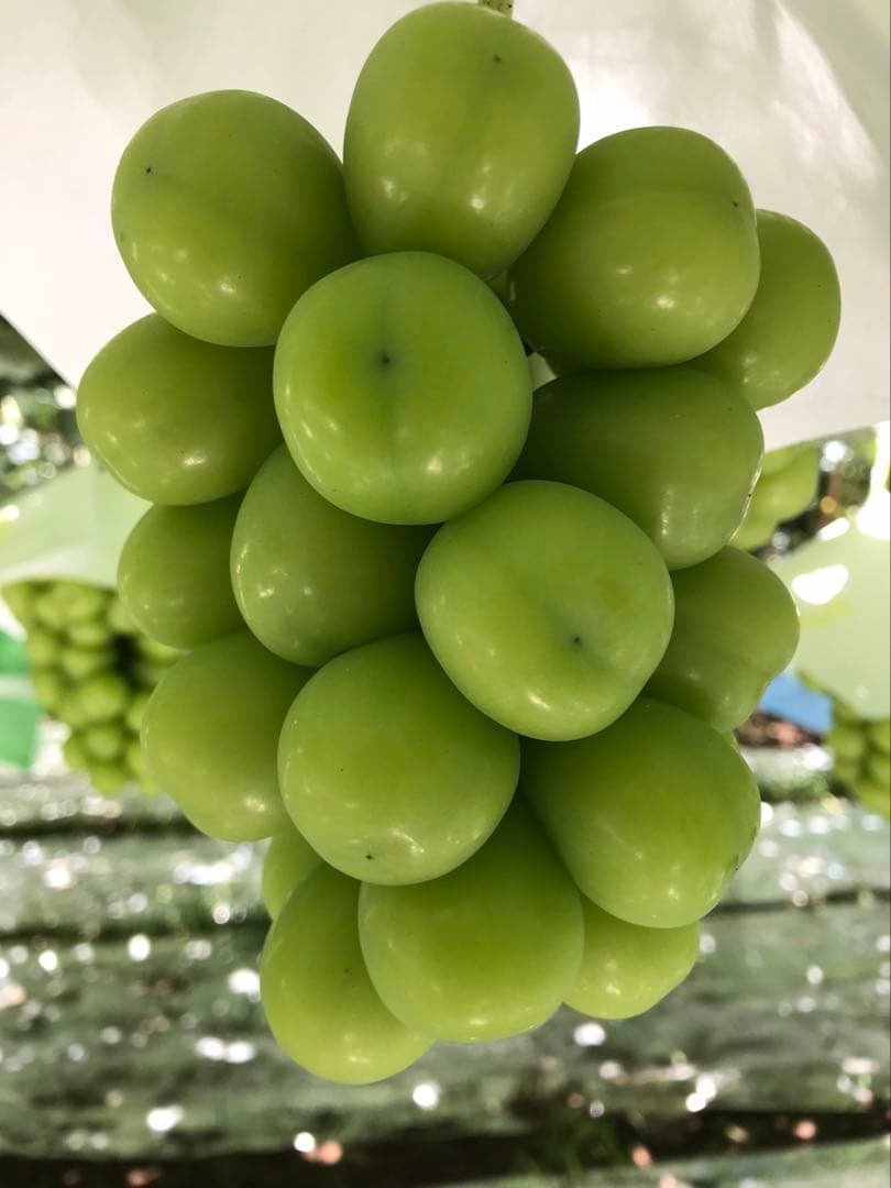 終了 悪魔のぶどう 山梨県産プレミアムシャインマスカット2房