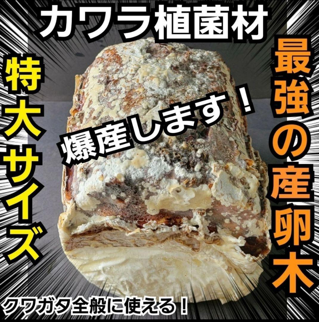 5本セット！クワガタの産卵木はコレが最強！　カワラ植菌材【特大Lサイズ】