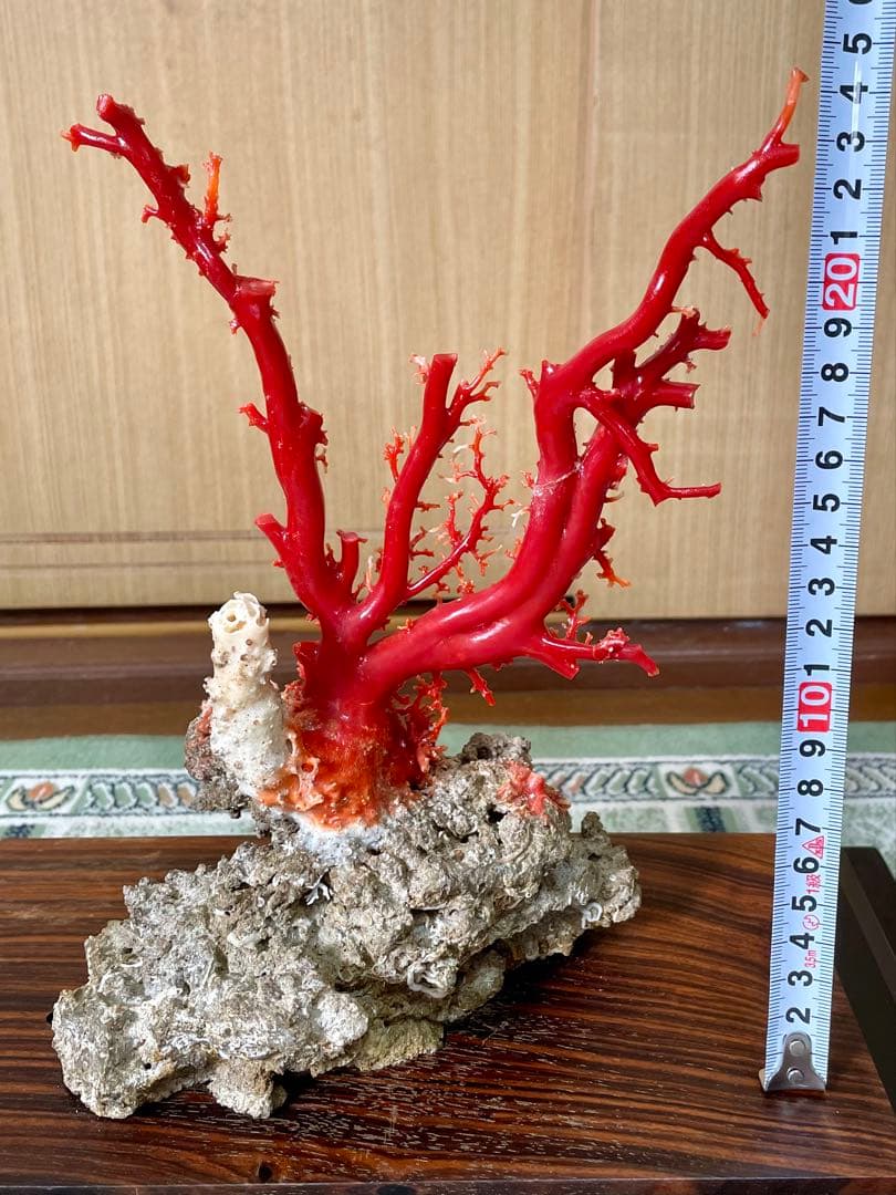 希少！＊血珊瑚＊天然 原木 サンゴ オブジェ 置物