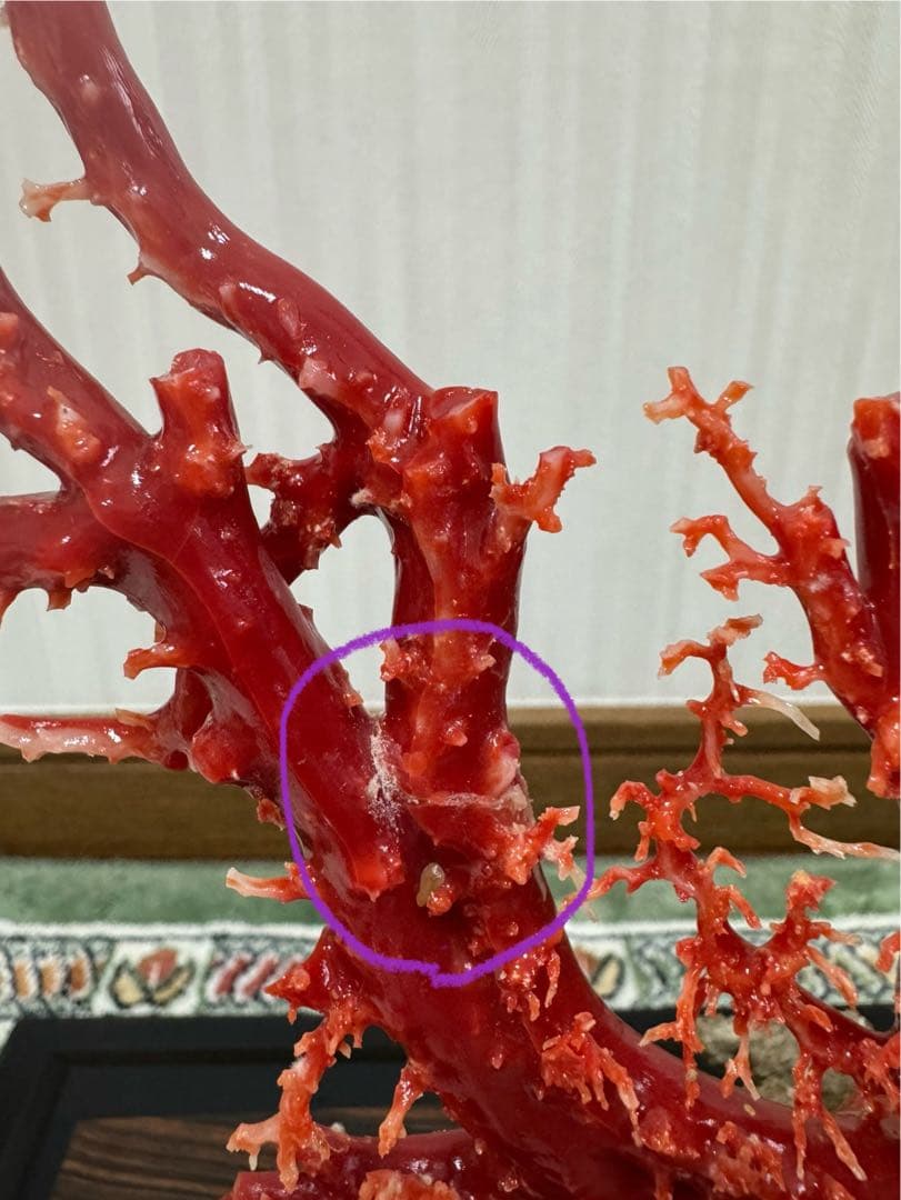 希少！＊血珊瑚＊天然 原木 サンゴ オブジェ 置物