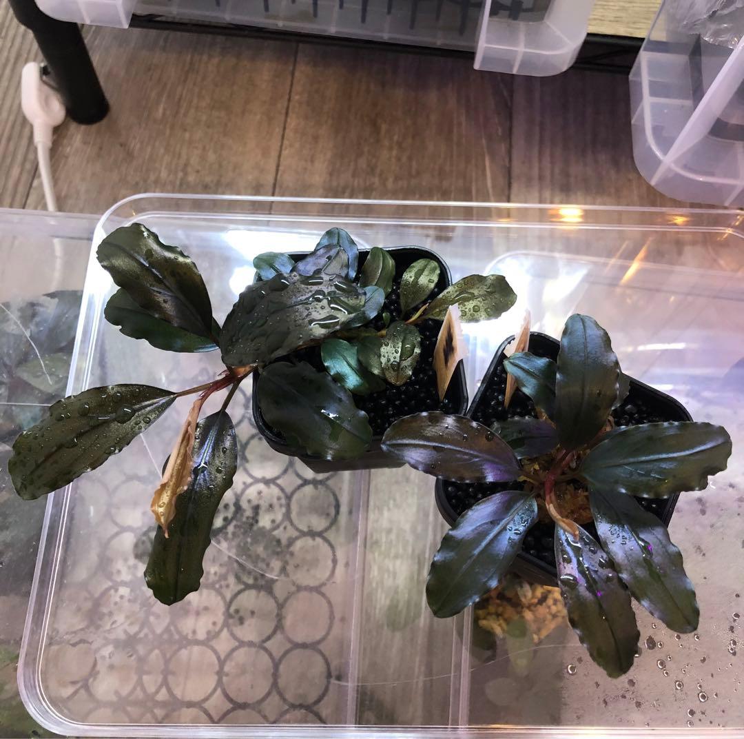 陰性水草の王様的存在【ブセファランドラ】Ghost 2016