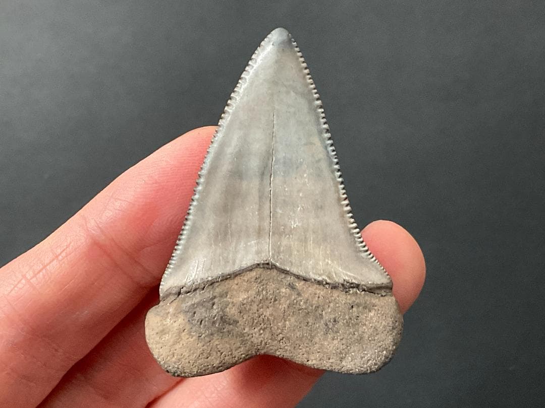 サメの歯 ホホジロザメ [GR228] 化石 希少 レア