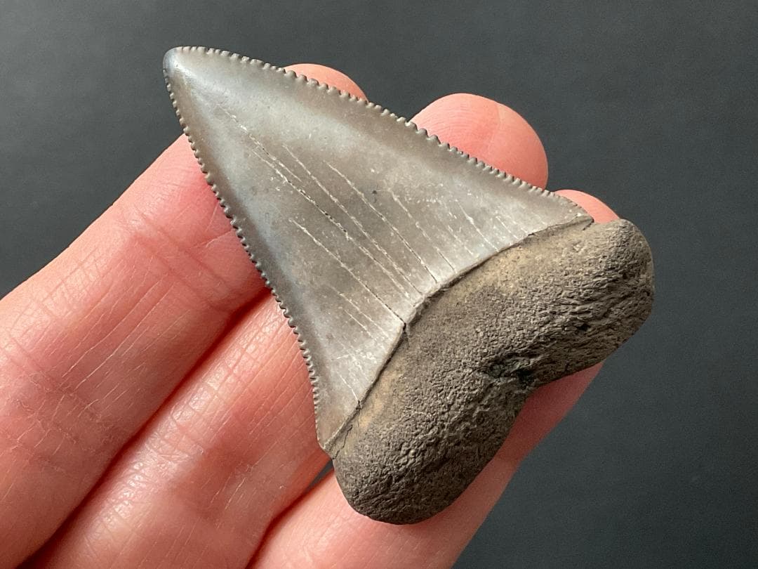サメの歯 ホホジロザメ [GR228] 化石 希少 レア