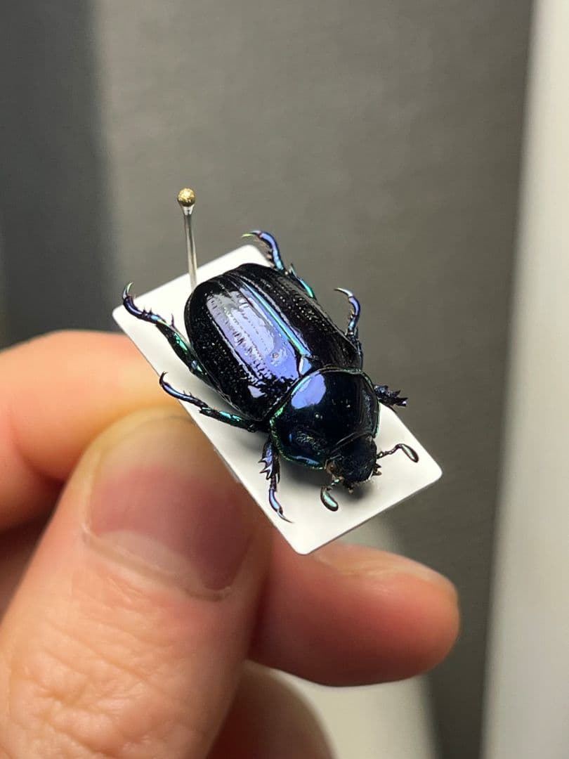 【18mm】Pelidnota sumptuosa プラチナコガネ コガネ標本
