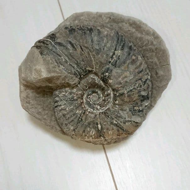 希少 アンモナイト 化石 入手困難 美品 本物