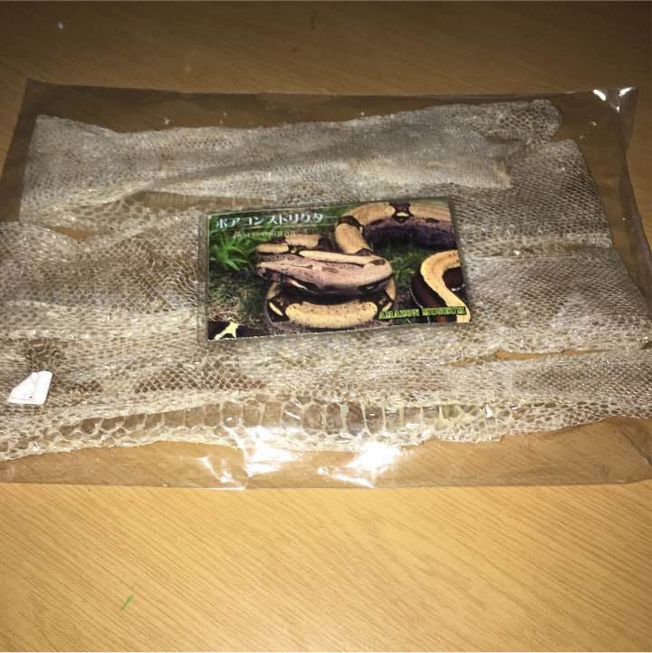 爬虫類マニア必見！ボアコンストリクターの抜け殻