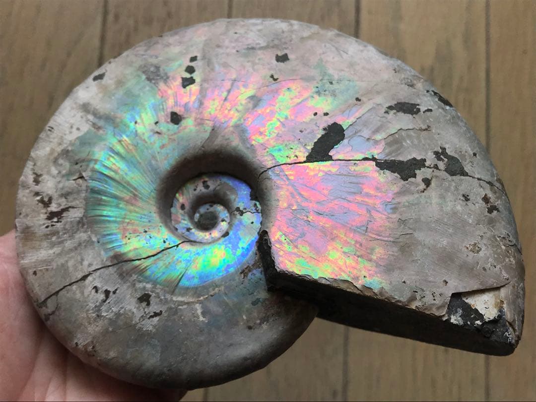 【わた】マダガスカル産　アンモナイト化石青（ビューダンティセラス）大サイズ