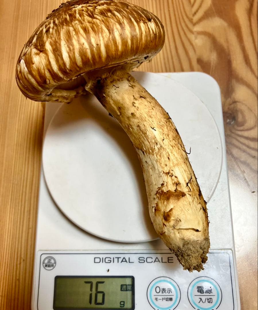 食*才様 長野県 飯田市産 新鮮 松茸 6本 557g 国産松茸 かなりいいもの