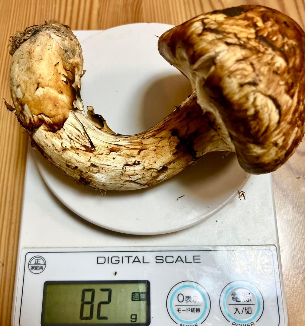 食*才様 長野県 飯田市産 新鮮 松茸 6本 557g 国産松茸 かなりいいもの