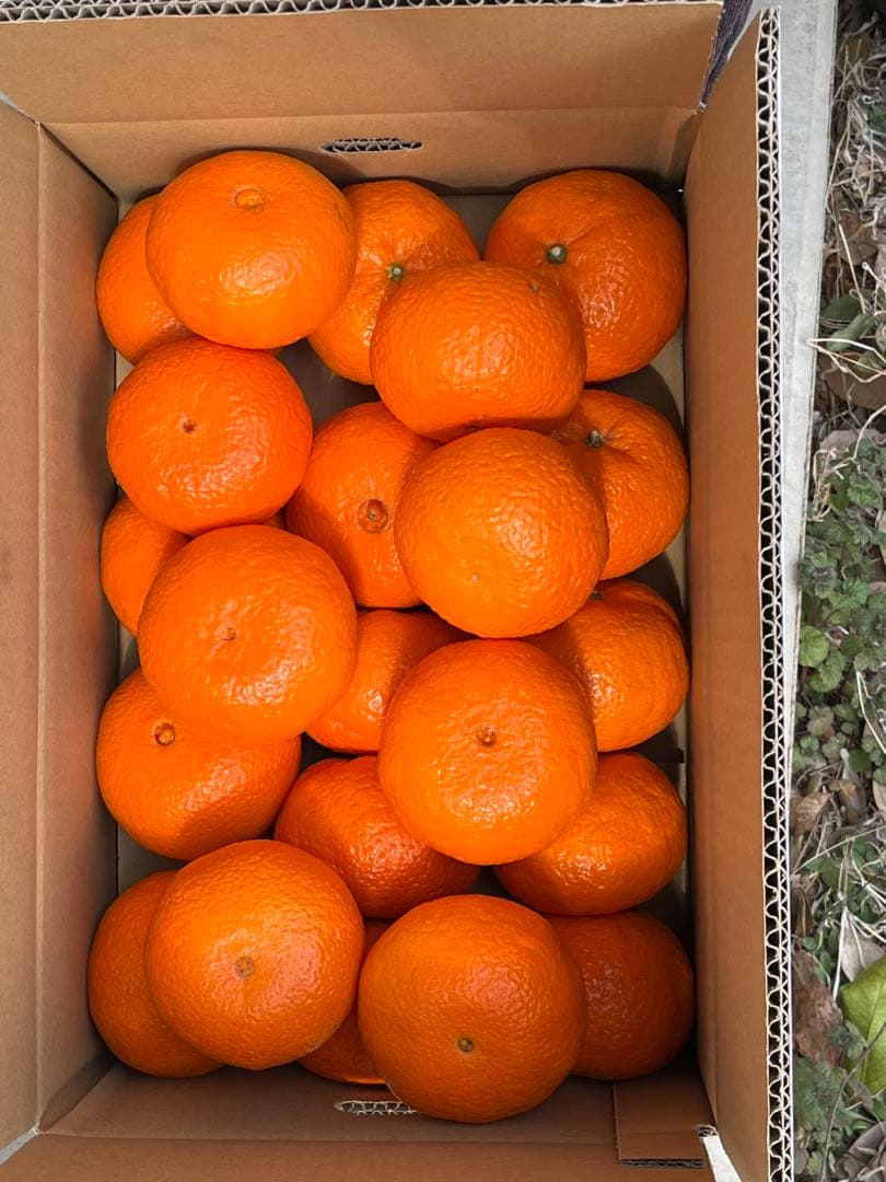 津之輝　2L秀品　10キロ入