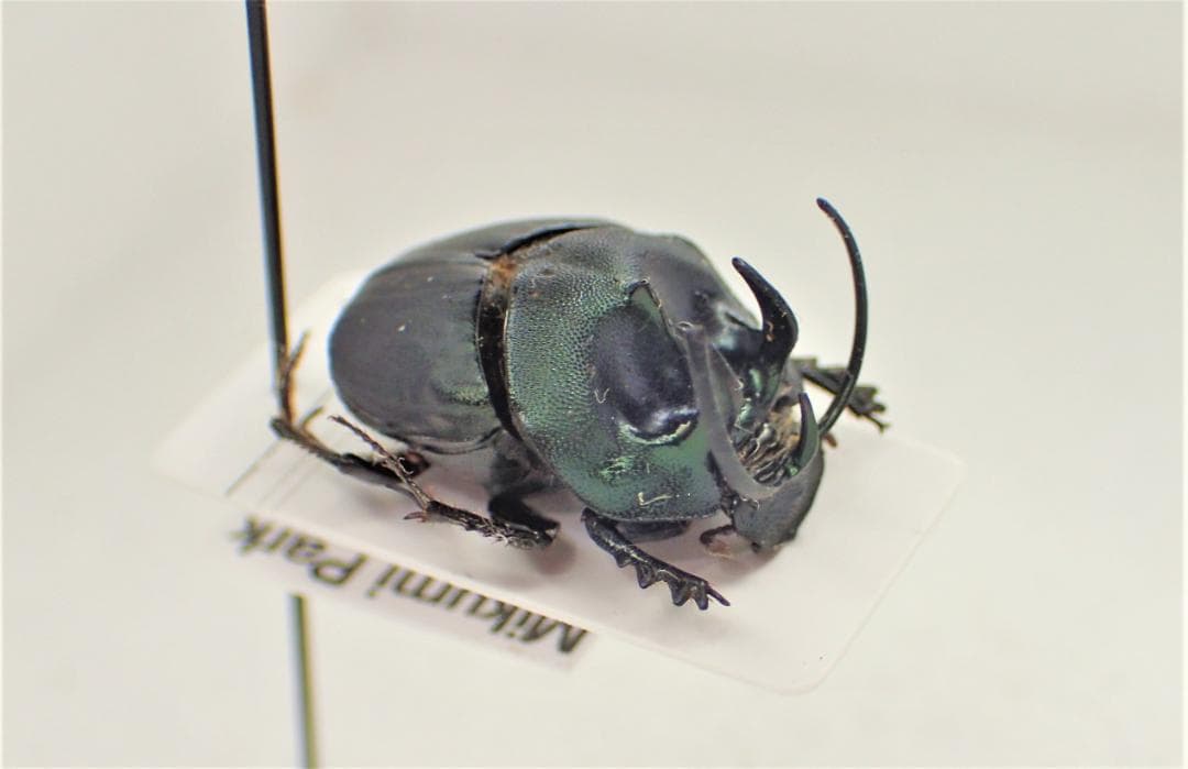 アフリカのエンマコガネ３　.Proagoderus tricornifrons