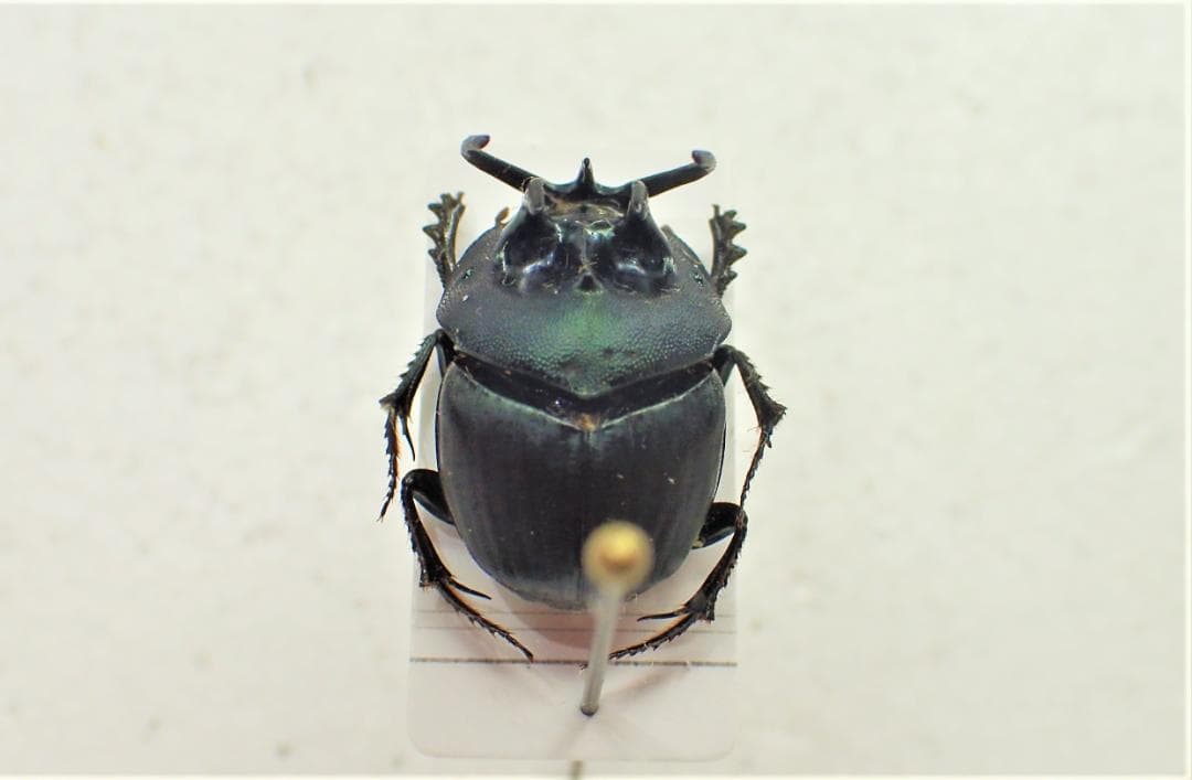 アフリカのエンマコガネ３　.Proagoderus tricornifrons