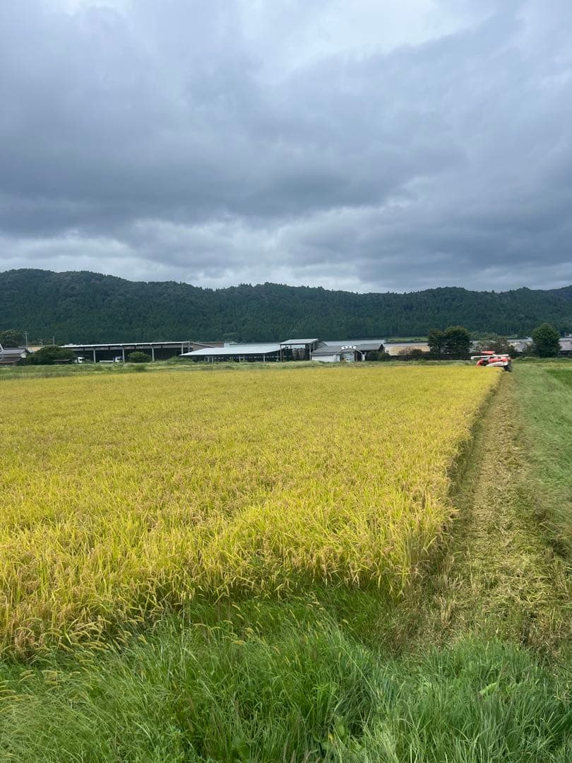 ミルキークイーン　玄米30キロ　滋賀県産