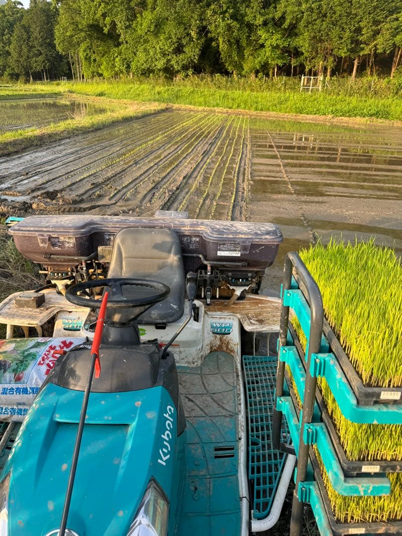もち米 30kg ヤマフクモチ　【無農薬✨️】 兵庫県丹波市産