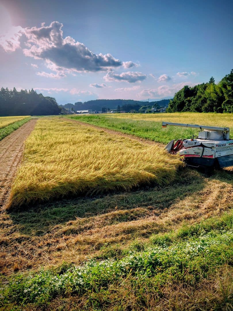 令和7年 新米！精米無料！玄米15キロ 栃木県大田原 黒羽産コシヒカリ 15㎏