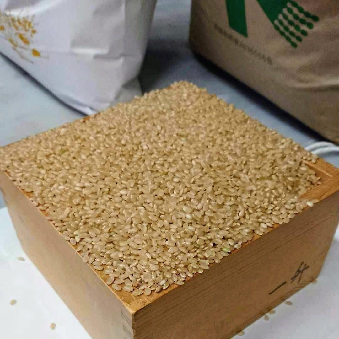 令和7年 新米！精米無料！玄米15キロ 栃木県大田原 黒羽産コシヒカリ 15㎏