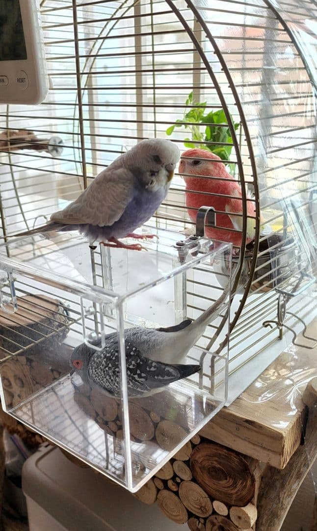 鳥かご 44.5cm x 25cm ヨーロッパ 輸入 ケージ