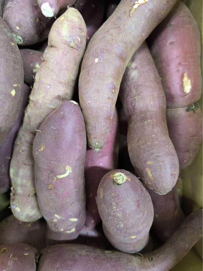 今年も始まりました。とにかく甘い　高糖度さつまいも　甘太くん　大容量セール