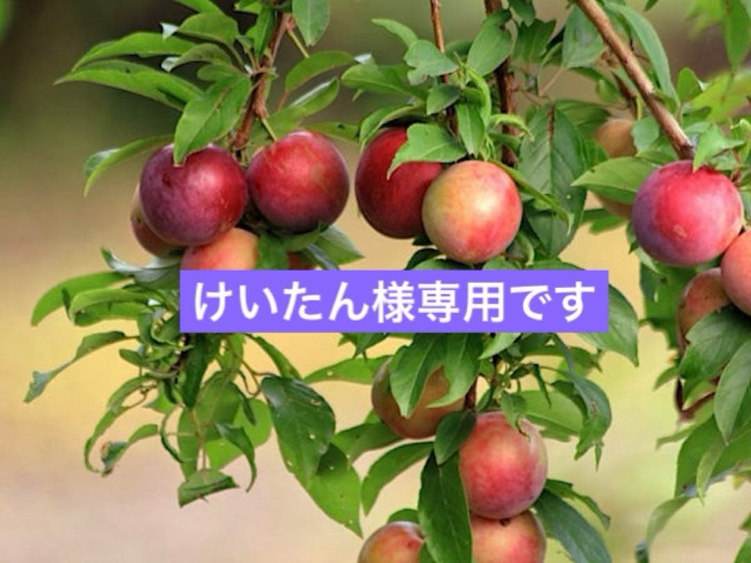 けいたんです。