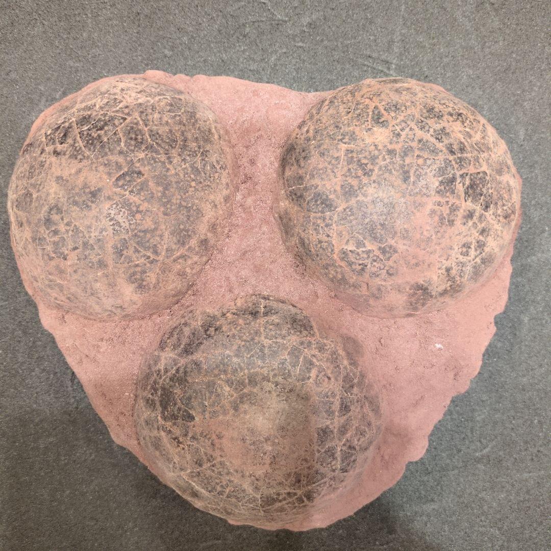 (貴重)　恐竜ハドロサウルスの卵化石（3個）　中国　補修あり