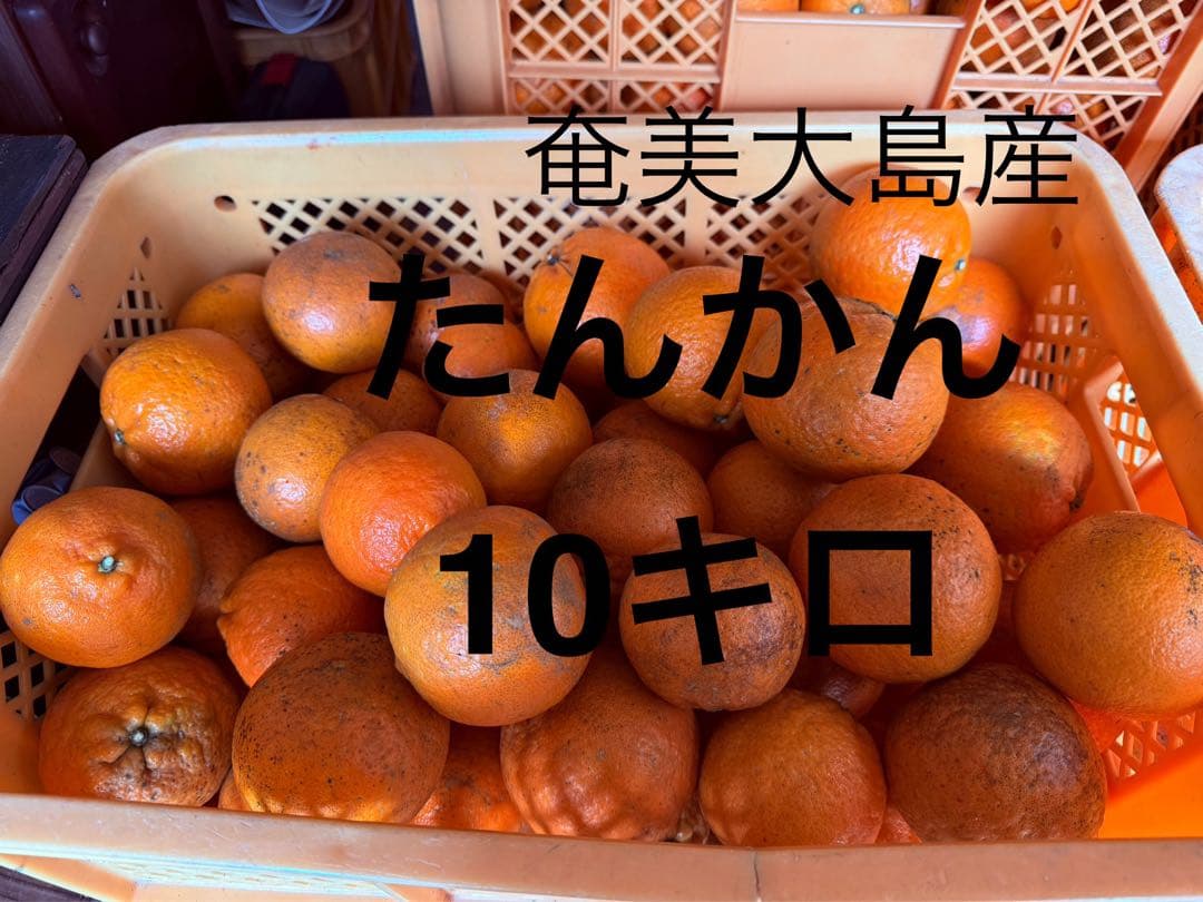 奄美大島産 たんかん 20キロ