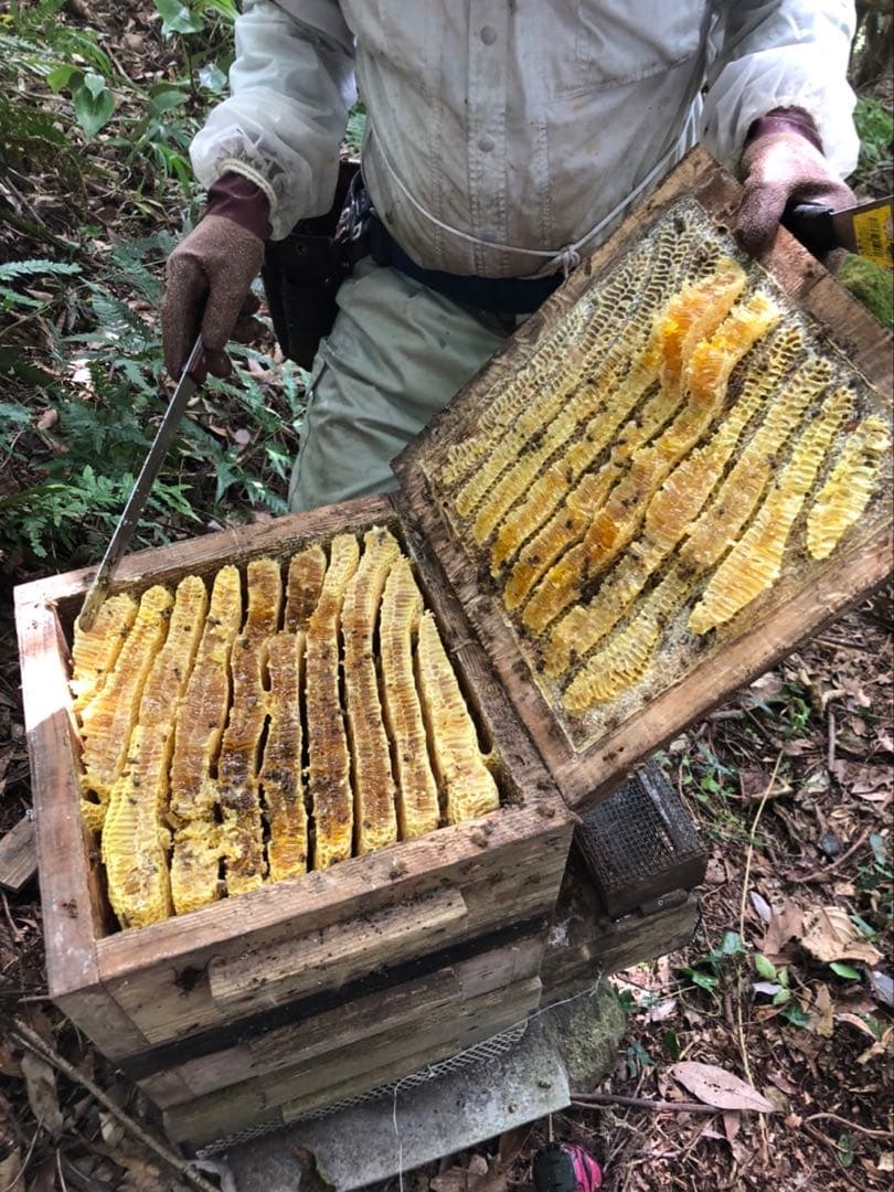 日本蜜蜂 純正ハチミツ 宮崎産山蜜　600g×6