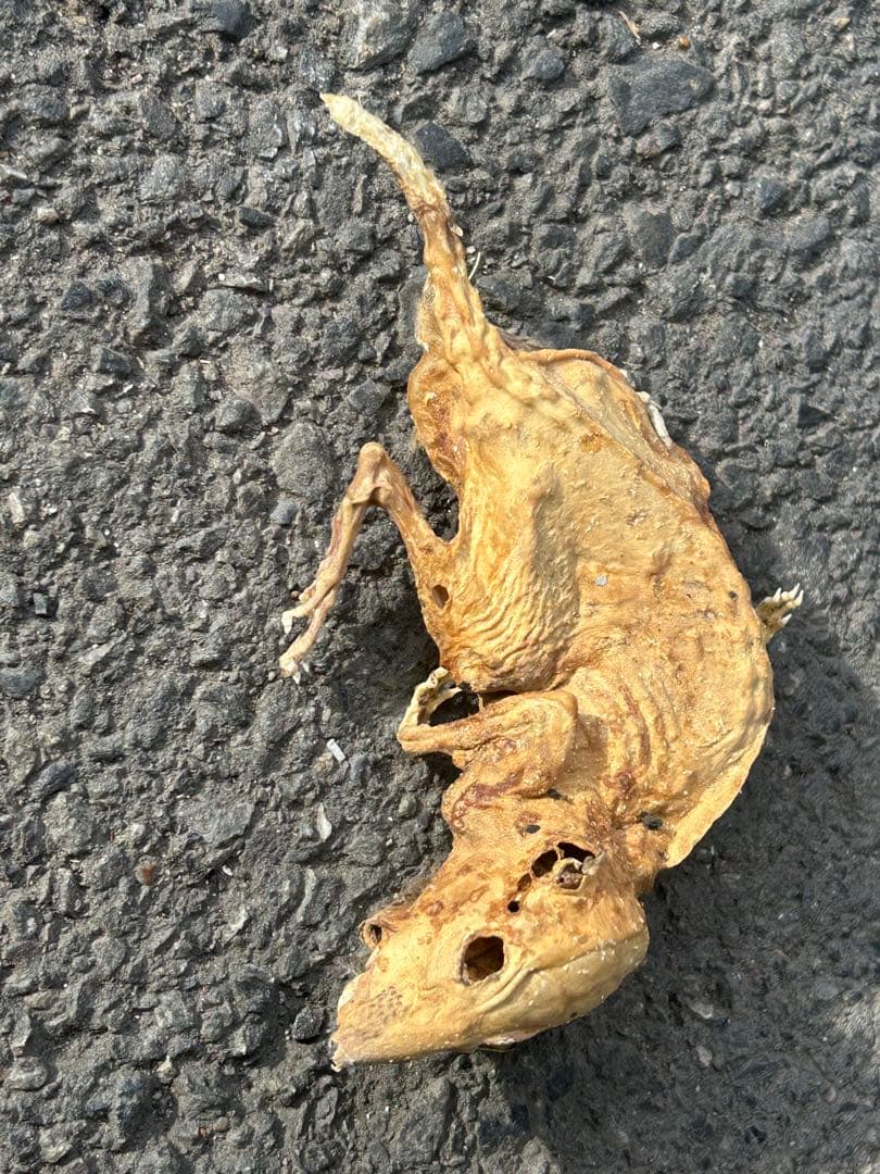 乾燥した小動物の標本