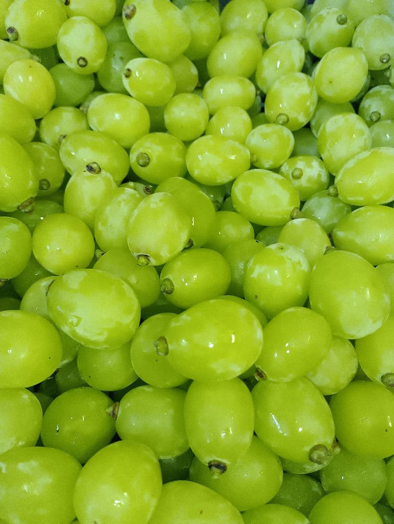 シャインマスカットの大粒グリーン多め入り、5キロ粒バック入りになります。