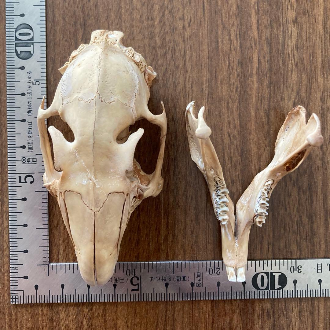 ノウサギの骨標本　頭骨標本