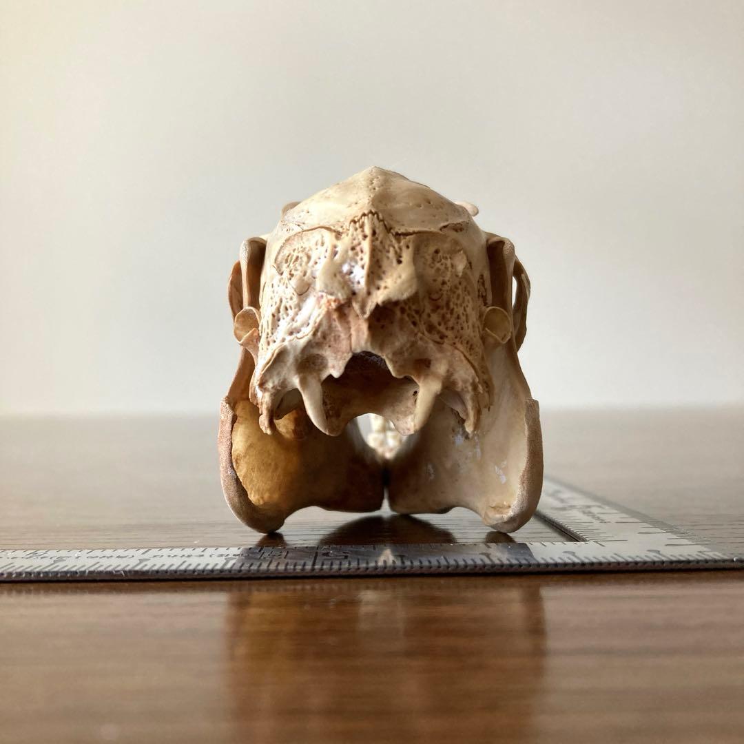 ノウサギの骨標本　頭骨標本