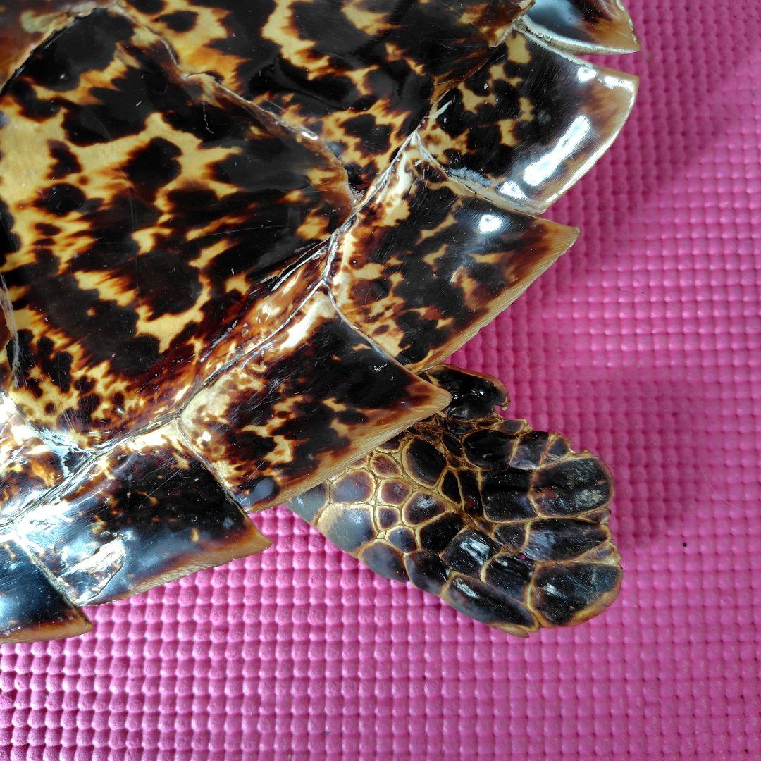 亀 　タイマイ 　剥製