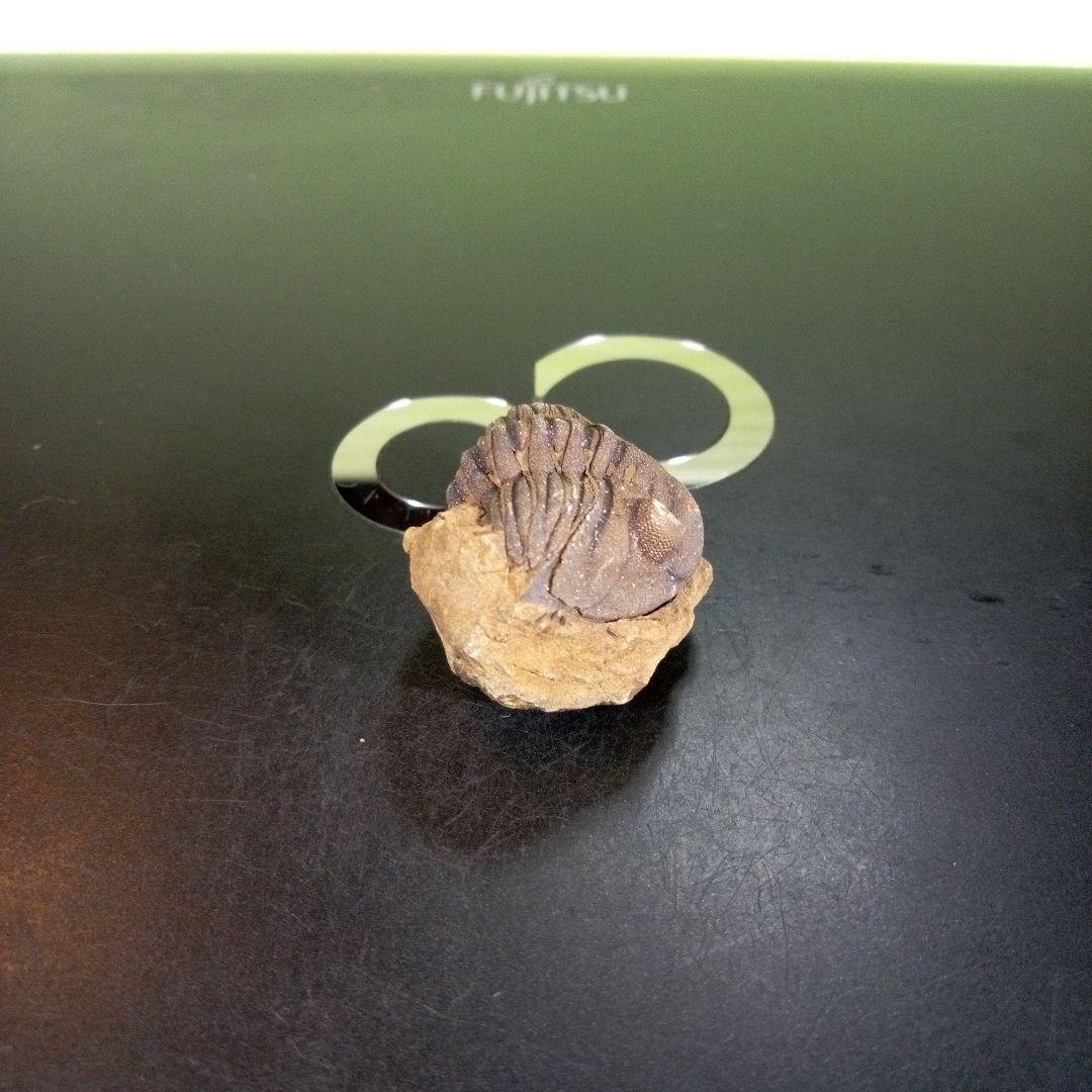 三葉虫　化石　ボリビア産　南アメリカ　trilobite　Bolivia三葉虫③