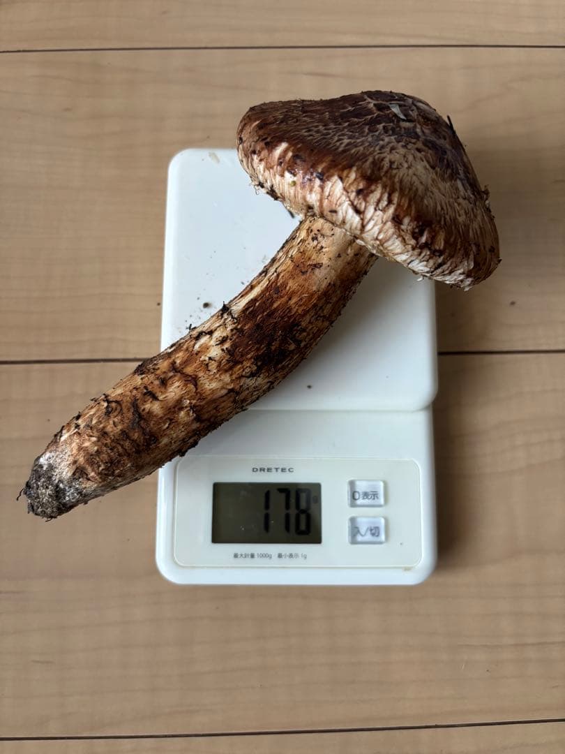 極上松茸 276g宮城県気仙沼産