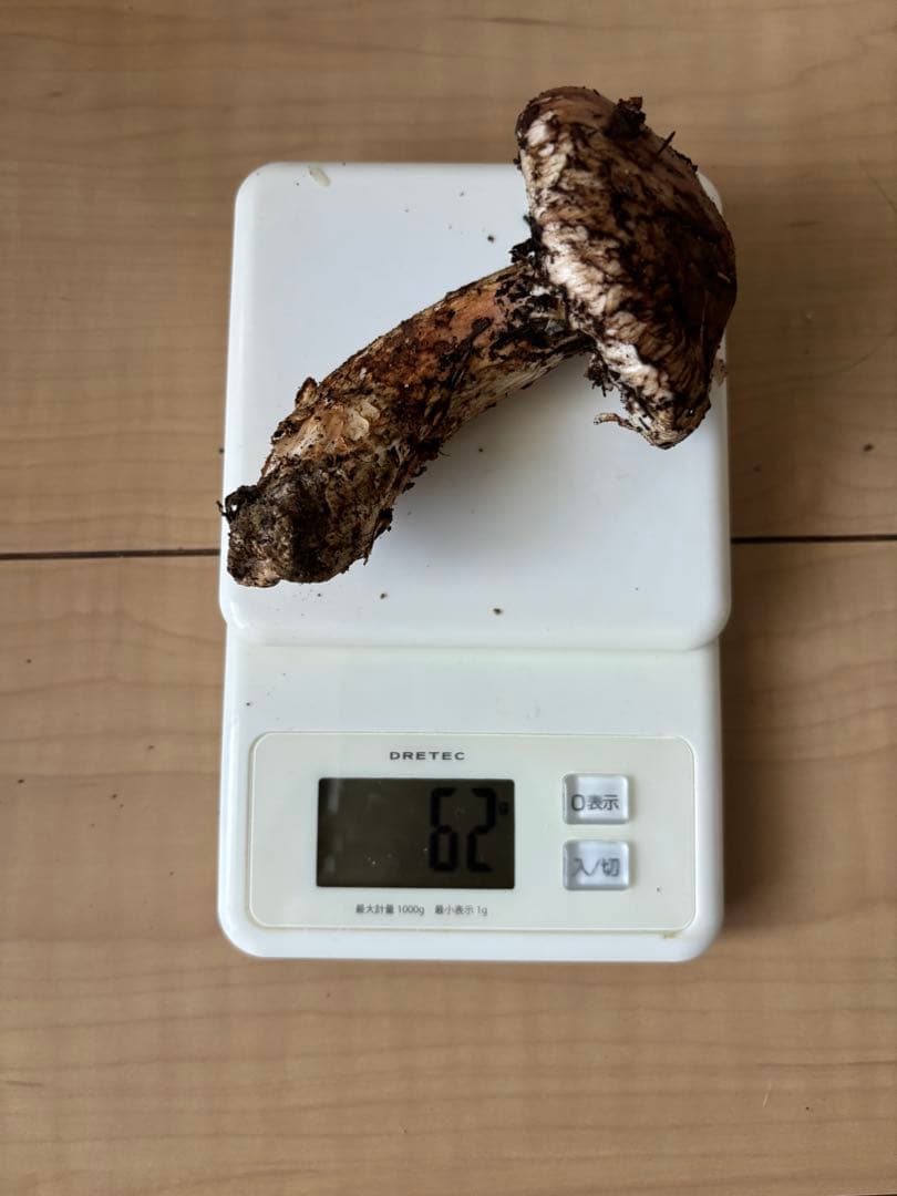 極上松茸 276g宮城県気仙沼産