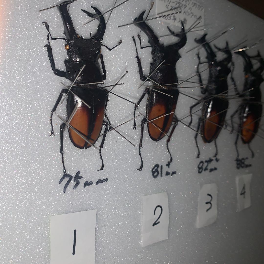 H.セアカ(パリー)フタマタクワガタ4体セット野外品75〜88㍉