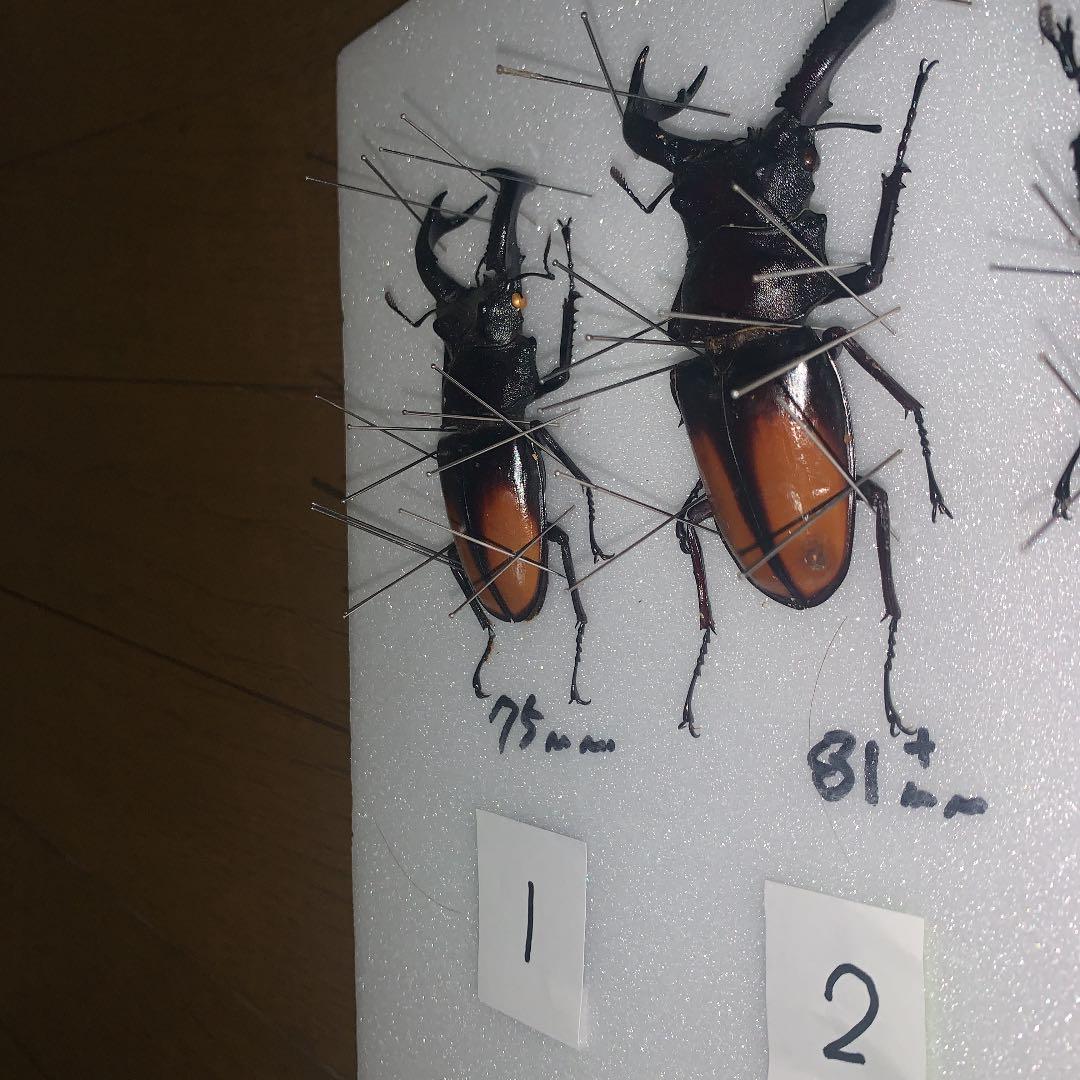 H.セアカ(パリー)フタマタクワガタ4体セット野外品75〜88㍉