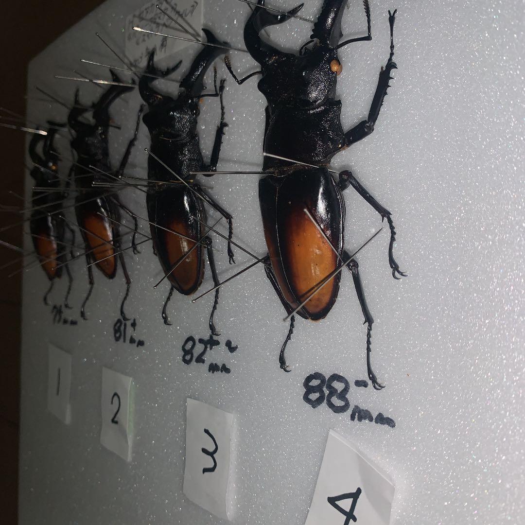 H.セアカ(パリー)フタマタクワガタ4体セット野外品75〜88㍉