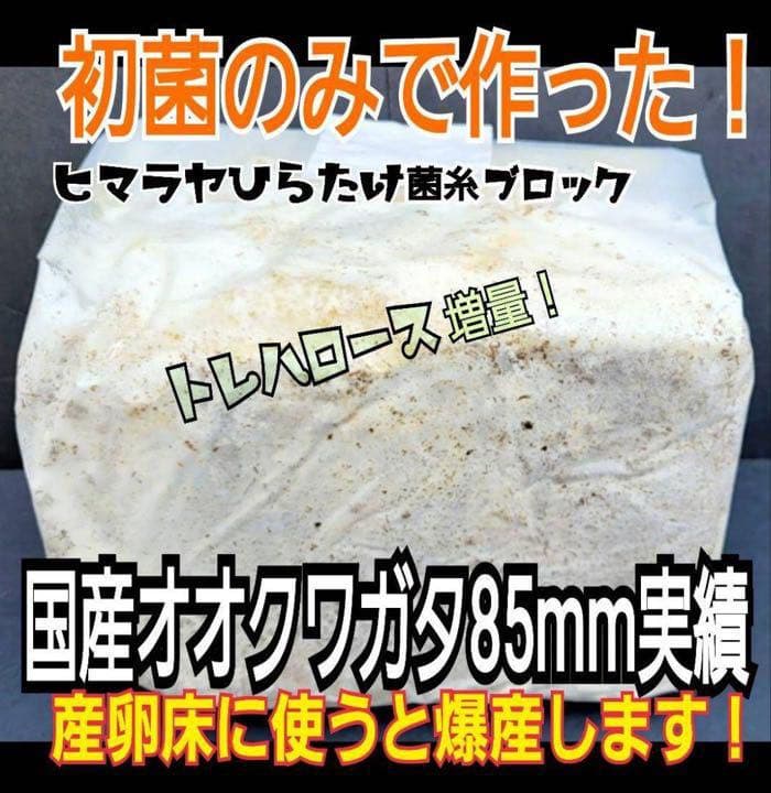 極上！ヒマラヤひらたけ菌糸ブロック【6個】トレハロース強化配合！オオクワに抜群！